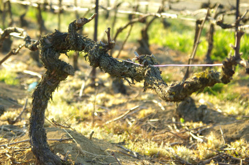 Vignoble familiale Champagne Loriot Père et Fils