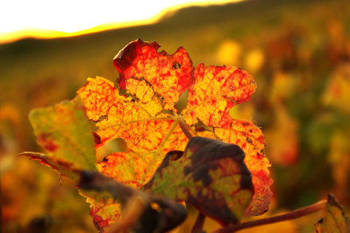 Vignoble familial en automne au Champagne Loriot Père et Fils