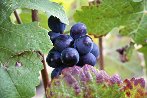 Grappe de raisins du Champagne Loriot Père et Fils
