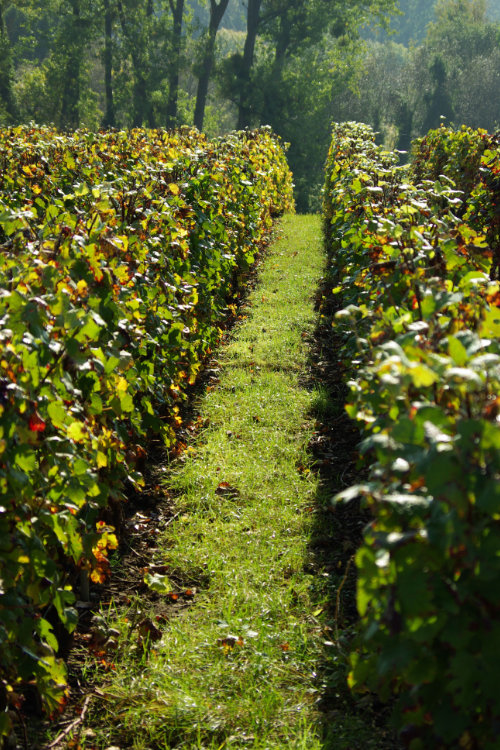 Vignoble enherbé du Champagne Loriot Père et Fils