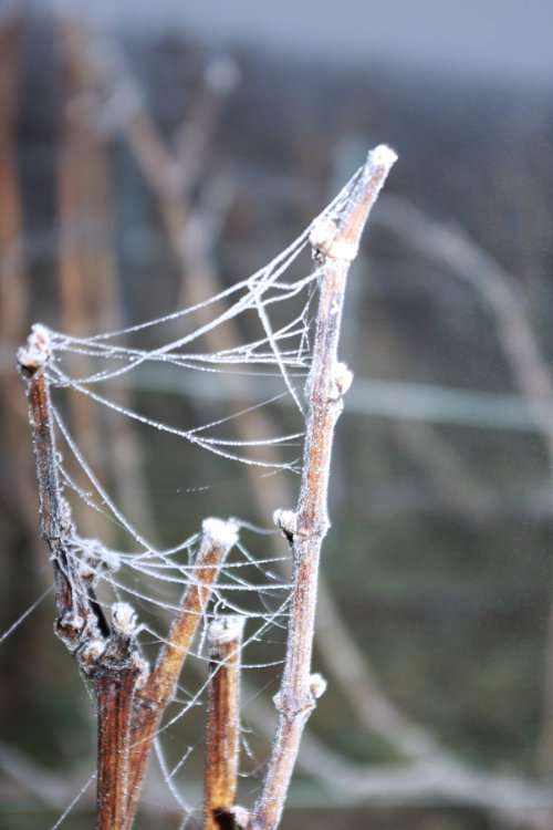 Vigne en hiver du Champagne Loriot Père et Fils