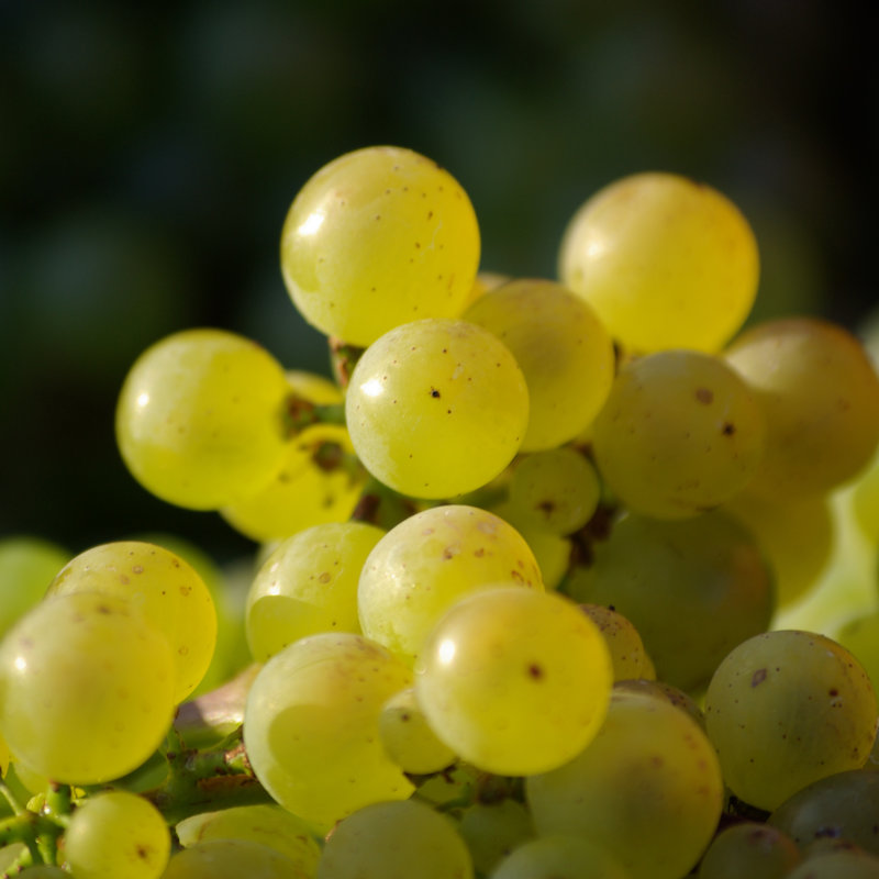 Cépage chardonnay du Champagne Loriot Père et Fils à Villers-sous-Châtillon