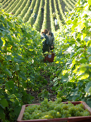 Vendages au Champagne Loriot Père et Fils à Villers-sous-Châtillon